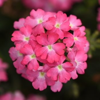 Verbena peruviana - Firehouse™ Pink Improved