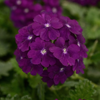 Verbena peruviana - Firehouse™ Purple