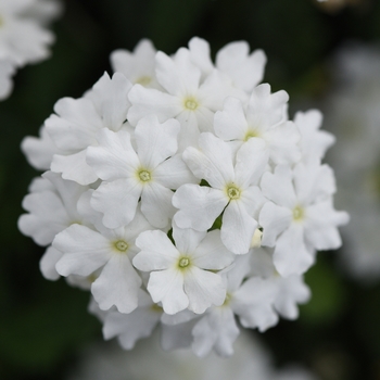 Verbena peruviana - Firehouse™ White Improved