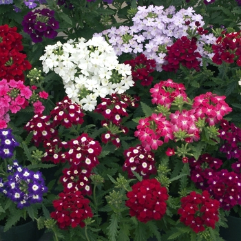 Verbena - Novalis Mix