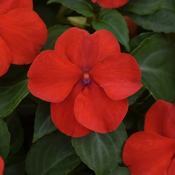 Impatiens - Beacon Bright Red