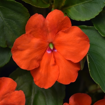 Impatiens - Beacon Orange