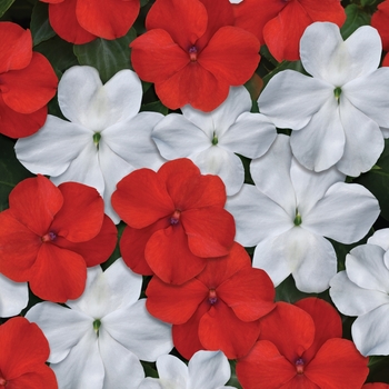 Impatiens - Beacon Red and White Mix