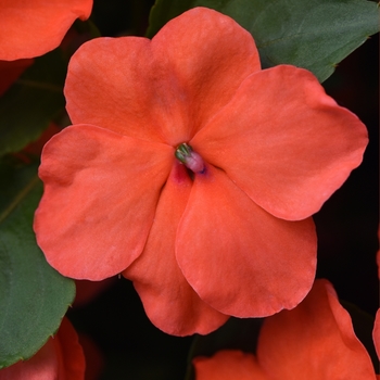 Impatiens - Beacon Salmon
