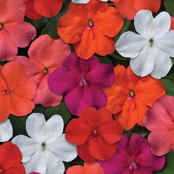 Impatiens - Beacon Select Mix