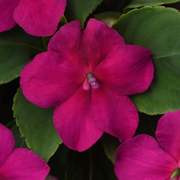 Impatiens - Beacon Violet Shades