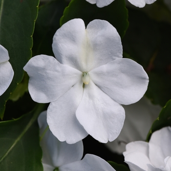 Impatiens - Beacon White