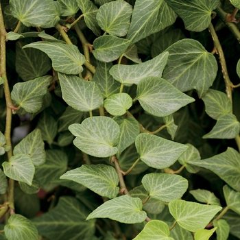 Hendera helix - Teardrop