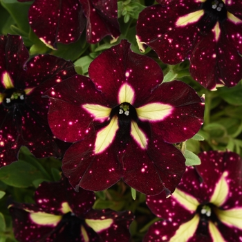 Petunia - Premium - Headliner™ Starry Sky Burgundy