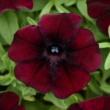Petunia - Premium - Starlet™ Pinot Red