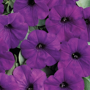 Petunia - Easy Wave - Easy Wave® Blue 