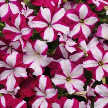 Petunia - Easy Wave - Easy Wave® Burgundy Star