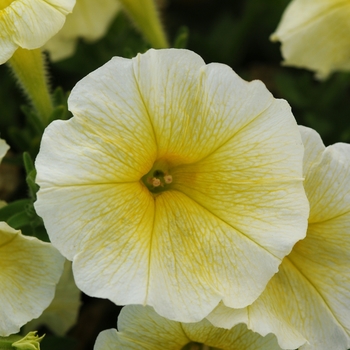 Petunia - Easy Wave - E3 Easy Wave® Yellow