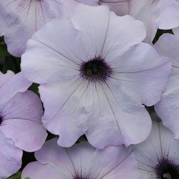 Petunia - Easy Wave - Easy Wave® Silver