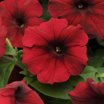 Petunia - Easy Wave - Easy Wave® Red Velour