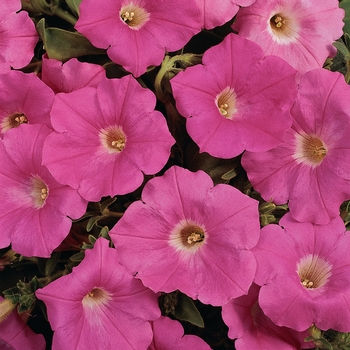 Petunia - Easy Wave - Easy Wave® Pink 