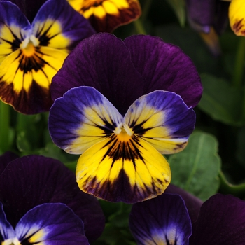 Viola - Sorbet® Midnight Glow