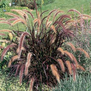 Pennisetum setaceum rubrum - Purple Fountain Grass