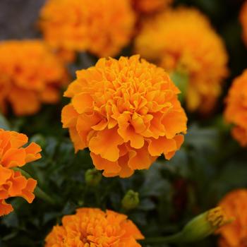 Marigold - French - Hot Pak™ Orange