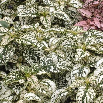 Hypoestes phyllostachya - Splash Select™ Mix