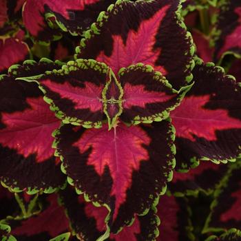 Coleus - Ignite Heartbreaker