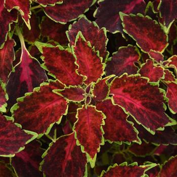 Coleus - Party Time™ 'Ruby Punch'