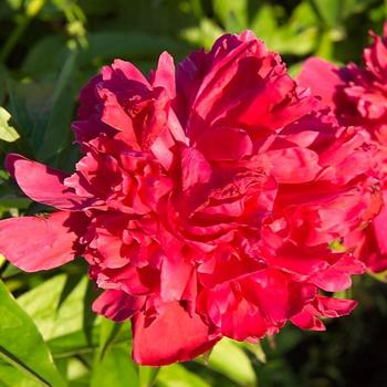 Paeonia hybrid - Ardith Jane