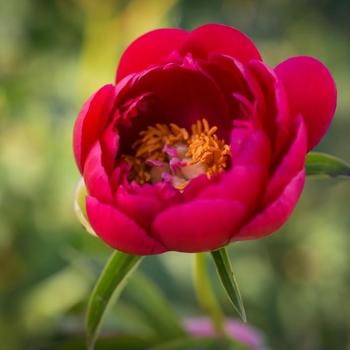 Paeonia hybrid - Okinawa