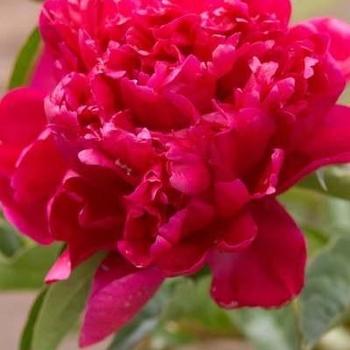 Paeonia hybrid - Rachel