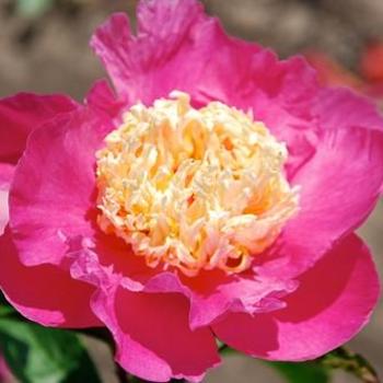 Paeonia hybrid - Sweet Shelly