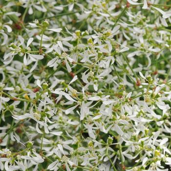 Euphorbia hypericifolia - Breathless® White 