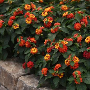 Lantana - Bloomify™ Red 