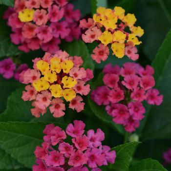 Lantana - Bloomify™ Rose 