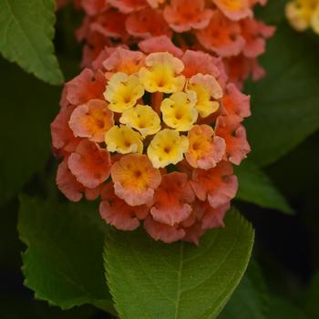 Lantana - Bloomify™ Mango