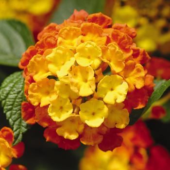 Lantana - Landmark™ Citrus