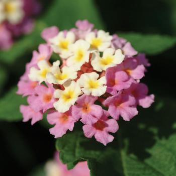 Lantana - Landmark&trade; Rose Glow
