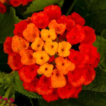 Lantana - Hot Blooded™ Red