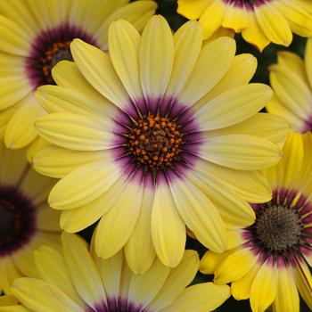 Osteospermum - Blue Eyed Beauty