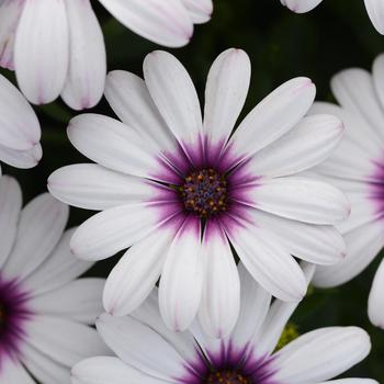 Osteospermum - Serenity™ Lavender Frost