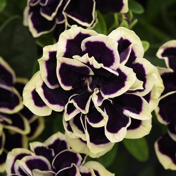 Petunia - Premium - Midnight Gold