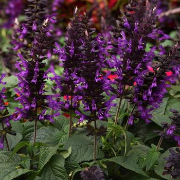Salvia guaranitica - Purple & Bloom