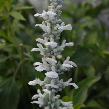 Salvia farinacea - White Flame