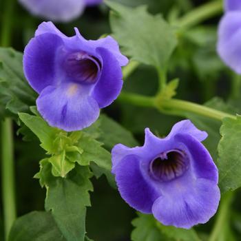 Torenia hybrid - Summer Wave® Large Blue