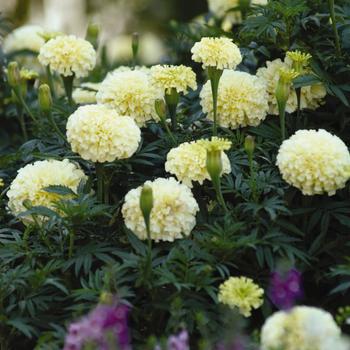 Marigold - African - Vanilla