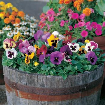 Pansy - Majestic Giants II Blotch Mix