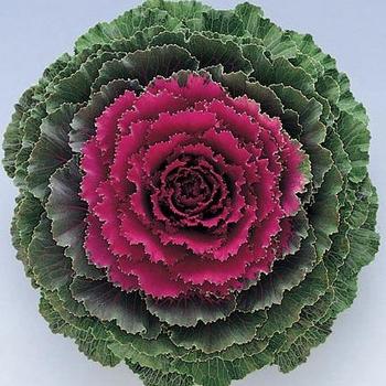 Flowering Kale - Pigeon™ Mix - Ornamental Kale
