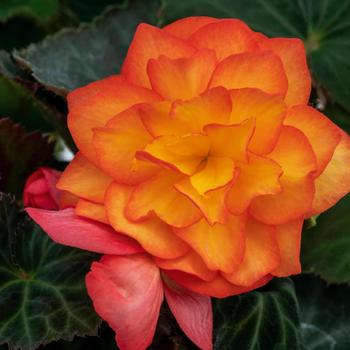 Begonia x tuberhybrida - Nonstop® Fire