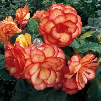 Begonia x tuberhybrida - Nonstop® Sunset