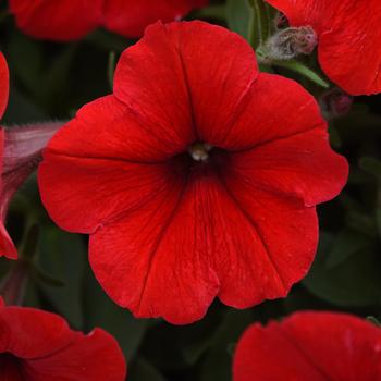 Petunia - Easy Wave - Easy Wave&reg; Red 