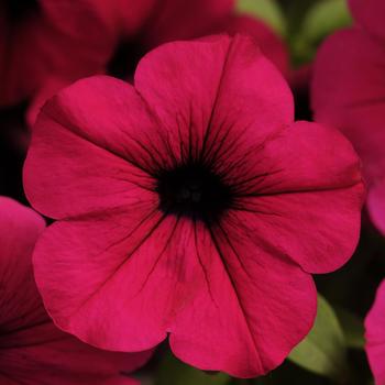 Petunia - Wave - Wave Purple 